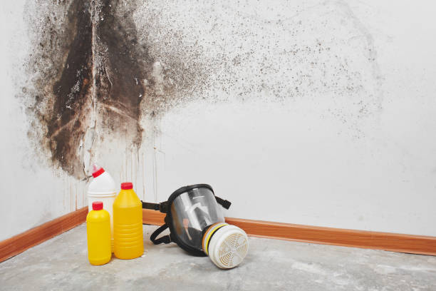 Mold Odor Removal Services in Cold Spring, KY