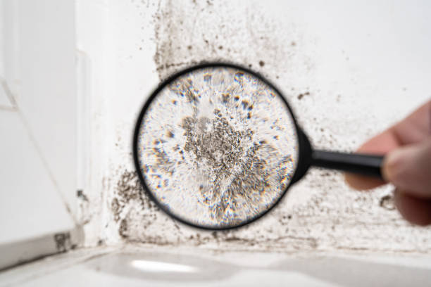 Why You Should Choose Our Mold Remediation Services in Cold Spring, KY